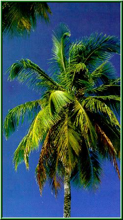 Palm trees